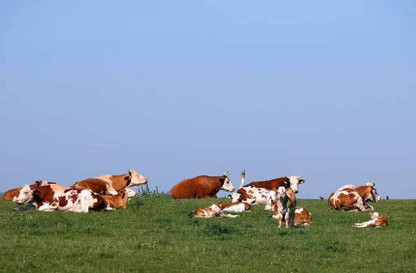 Cows and calves in pasture — Stock Photo, Image