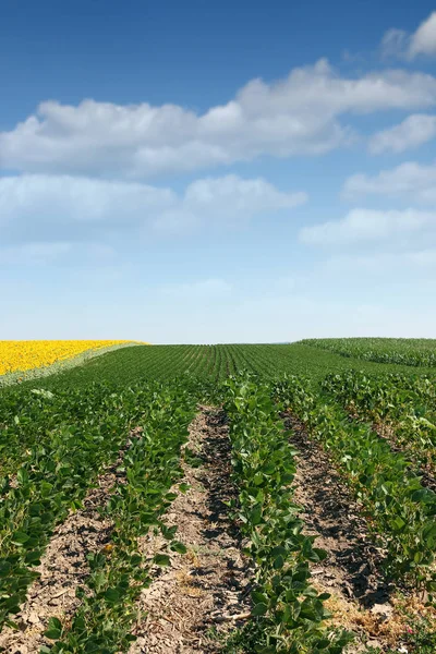 Soybean field in summer agriculture — Stock Photo, Image