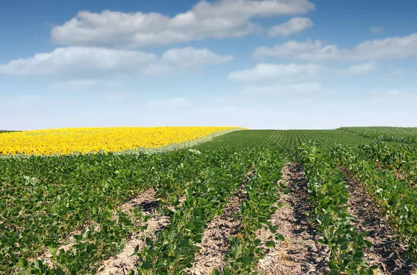 Soybean field in summer landscape agriculture — Stock Photo, Image