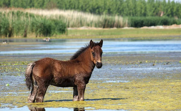 Brown foal standing in water spring season — Stock Photo, Image