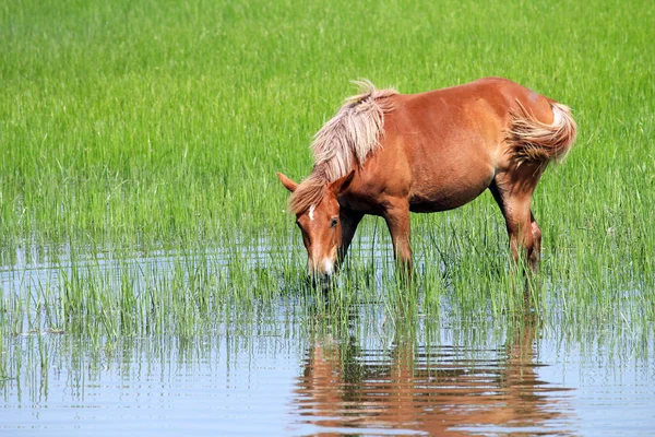 Hnědý kůň stojící ve vodní jarní sezóně — Stock fotografie