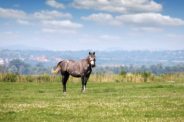 Кінь на луговому весняному сезоні — стокове фото