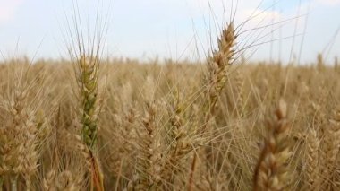 Yaz tarımda buğday alanı