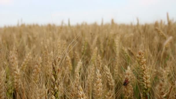 夏の小麦畑自然の背景 — ストック動画