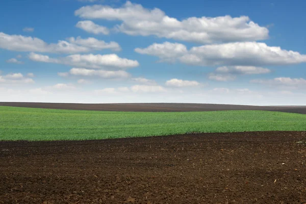 Žlutozelené pole pšenice v jarním zemědělství Voivodina ser — Stock fotografie