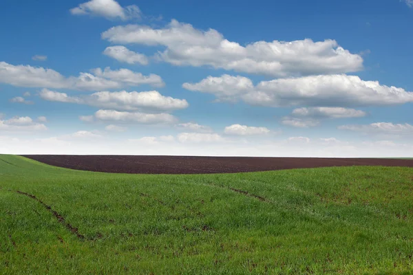 Junge grüne Weizenfeld Frühling Saison Landschaft — Stockfoto