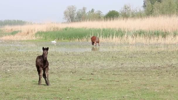 Braunes Fohlen Auf Der Weide — Stockvideo