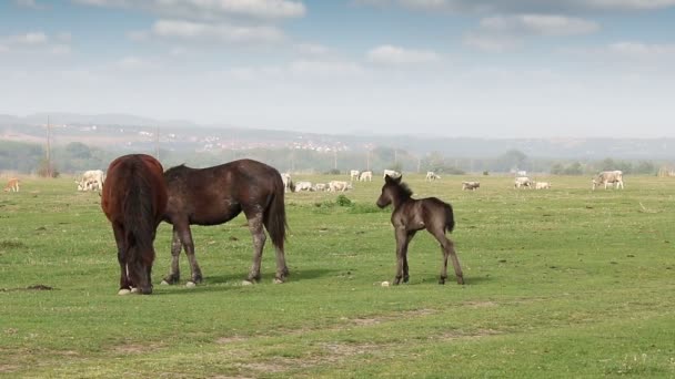 牧草地の馬と子馬 — ストック動画