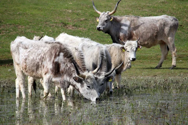 Podolian cows drink water on the river — Stock Photo, Image