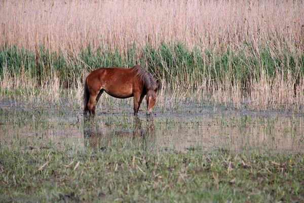 O cavalo pastoreia grama na água — Fotografia de Stock