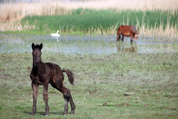 若い子馬の牧草地 — ストック写真