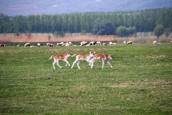 Kälber rennen über das Feld — Stockfoto