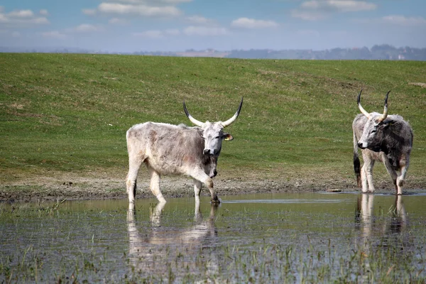Podolian cows drink water on the river agriculture — Stock Photo, Image