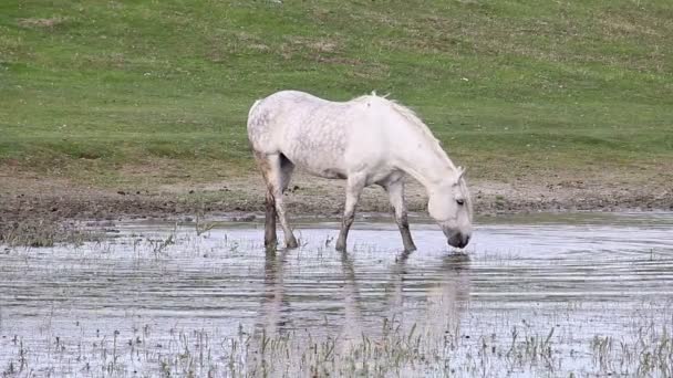 河上的白马 — 图库视频影像