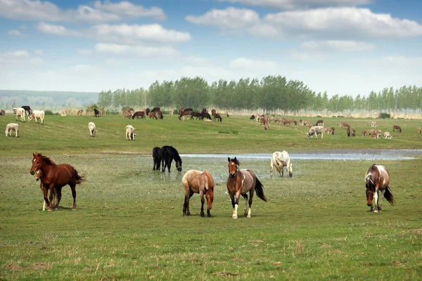 Mandria di cavalli sul paesaggio pascolo — Foto Stock