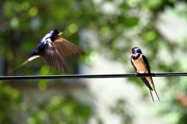 Bir kırlangıç telin üzerinde duruyor ve diğeri uçuyor.