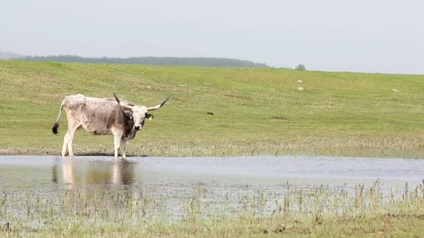 Vache Podolienne Boit Eau Sur Rivière — Video