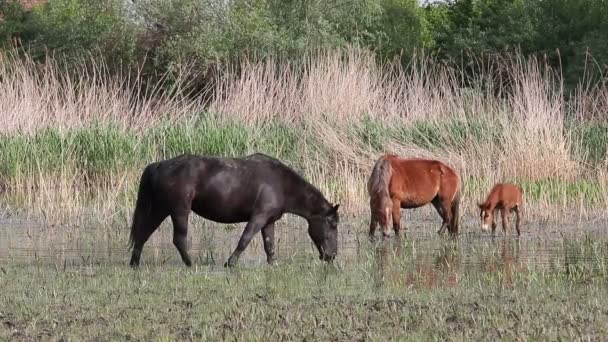 Les chevaux paissent l'herbe dans l'eau 