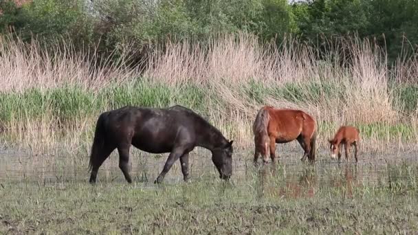 Los Caballos Pastan Hierba Agua — Vídeo de stock