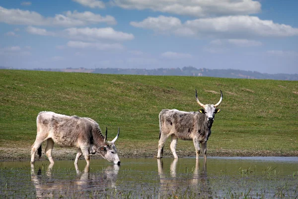 Podolian cows drink water on the river — Stock Photo, Image