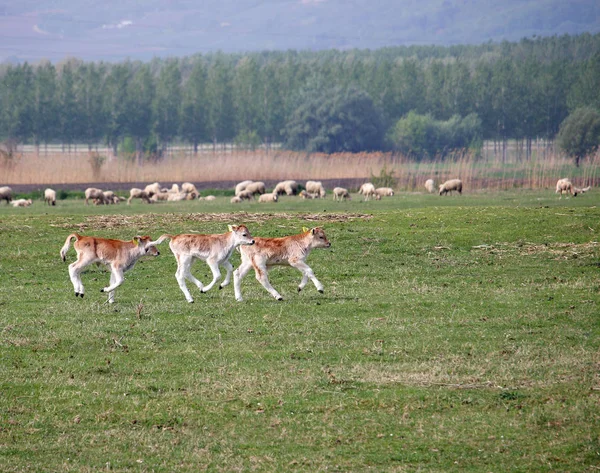 3頭の子牛が野原を横切って走る — ストック写真