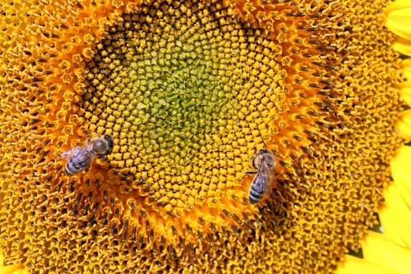 Bees on sunflower in summer agriculture — Stock Photo, Image