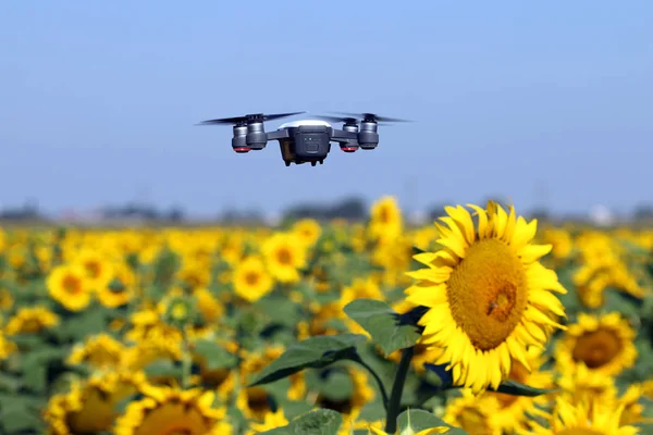 De drone vliegt over de zonnebloem veld technologie en Agri — Stockfoto