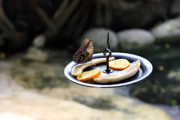 Una mariposa está comiendo fruta — Foto de Stock