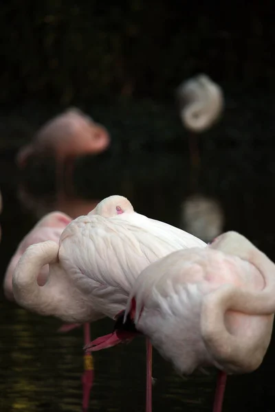 Állományban alvó flamingók vadon élő állatok — Stock Fotó