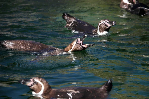 Pingviner simma i vattnet djurliv — Stockfoto