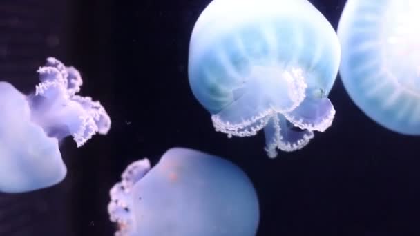 Blue Jellyfish Swimming Underwater — Stock Video