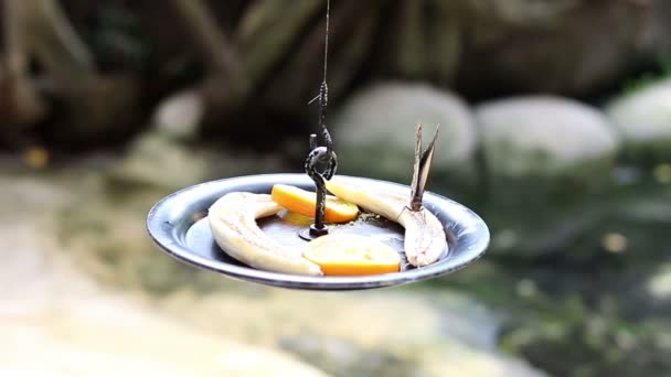 Butterfly Eating Fruit — Stock Video