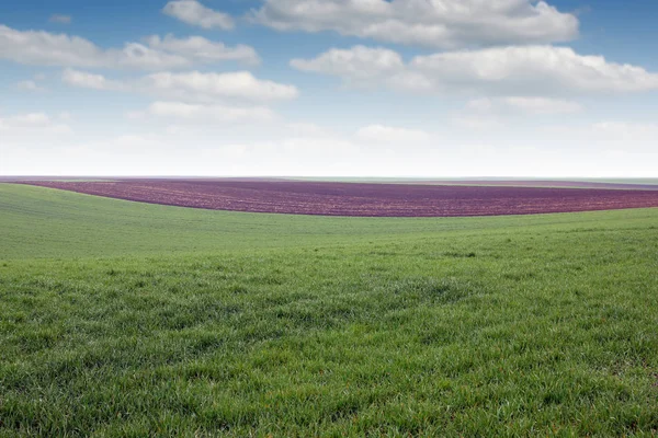 Green wheat field agriculture Voivodina Serbia landscape — Stock Photo, Image