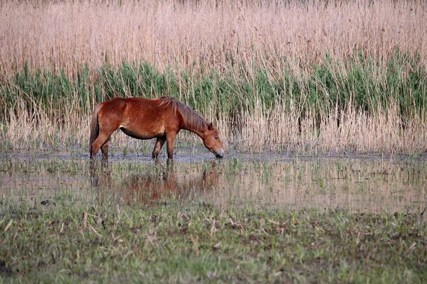 Il cavallo beve acqua sul fiume — Foto Stock