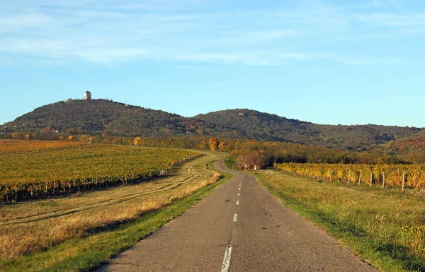 El viejo camino pasa por los viñedos paisaje rural Vr —  Fotos de Stock
