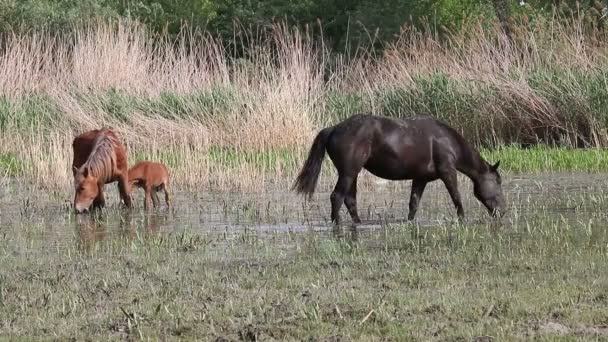 chevaux et poulain broute l'herbe dans l'eau 