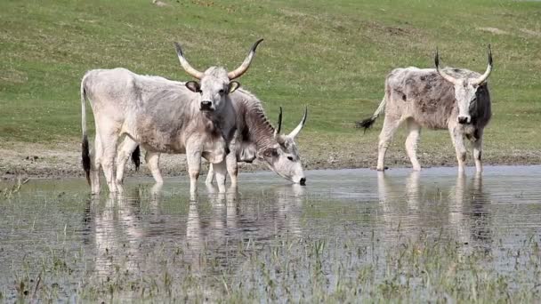 Las Vacas Podolias Beben Agua Río — Vídeo de stock