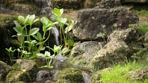 淡水泉の自然背景 — ストック動画