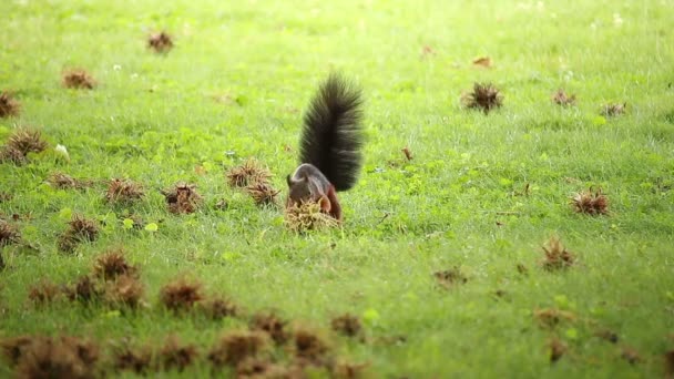 Squirrel Looking Hazelnuts — Stock Video