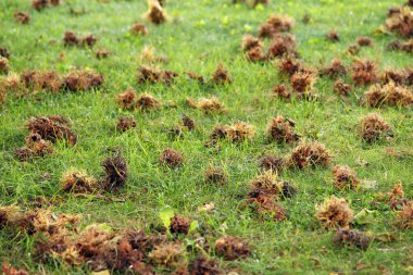 fındık zemin doğa arka plan düştü