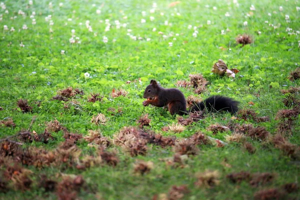 L'écureuil mange une noisette — Photo