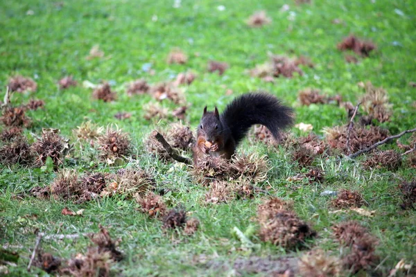 The squirrel eats a hazelnut wildlife — Stock Photo, Image