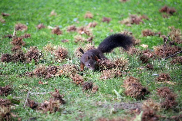 Eichhörnchen sucht Haselnüsse — Stockfoto