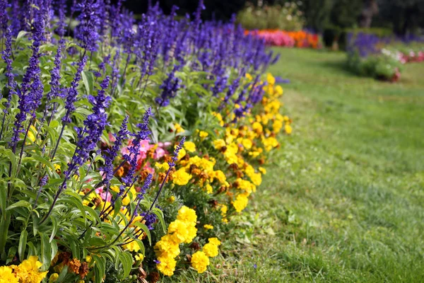 Jardin avec des fleurs colorées fond de la nature Image En Vente