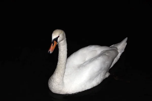 Zwaan met water druppels op lichaam zwemmen in de rivier bij nacht — Stockfoto