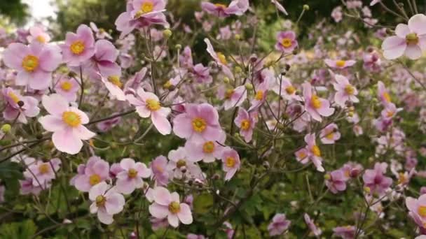 Krásná Květinový Zahrada Donau Park Vídeň — Stock video