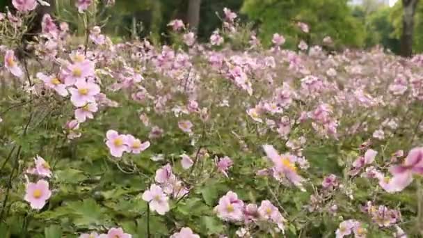 美しい花の庭の自然の背景ドナウパークウィーン — ストック動画
