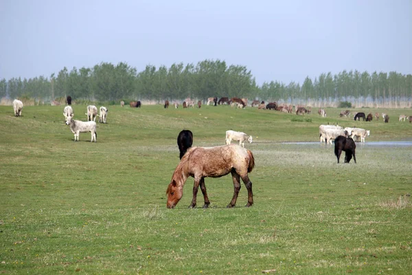 Caballos y vacas en los pastos animales de granja — Foto de Stock