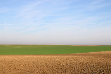 Tarla sürülmüş ve genç yeşil buğday güneşli sonbahar günü tarımı