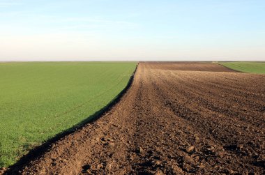 Tarlaya sürülmüş ve genç yeşil buğday güneşli sonbahar günü manzarası
